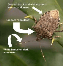 To learn more about the brown marmorated stink bug tree pest click on this image. brown marmorated stink bug
