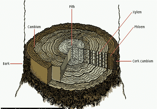 Click to enlarge.